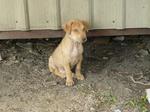 Taman Emas Puppies - Mixed Breed Dog