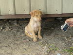 Taman Emas Puppies - Mixed Breed Dog