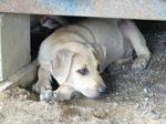 Taman Emas Puppies - Mixed Breed Dog