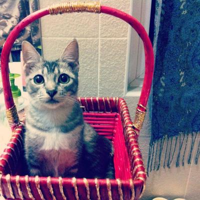 Saloma - Domestic Short Hair + Tabby Cat