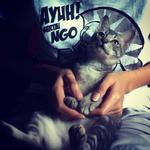 Saloma - Domestic Short Hair + Tabby Cat