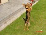 Jacky - Chihuahua + Miniature Pinscher Dog