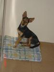 Jacky - Chihuahua + Miniature Pinscher Dog