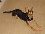 Jacky - Chihuahua + Miniature Pinscher Dog