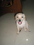 Sweetie - Labrador Retriever Dog