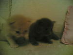 &quot; Kittens &quot; - Persian + Domestic Medium Hair Cat