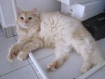 Badang - Domestic Long Hair Cat