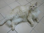 Badang - Domestic Long Hair Cat