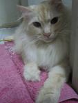 Badang - Domestic Long Hair Cat