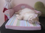 Dolly & Kynn loved this sofabed.. and now its his