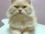 Miao - Persian Cat