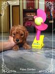 Taiwan Lineage Brown Toy Poodle - Poodle Dog