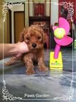 Taiwan Lineage Brown Toy Poodle - Poodle Dog