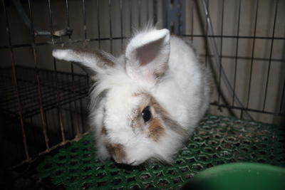 Koko - Bunny Rabbit + Lionhead Rabbit