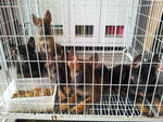 Royalhaus Gsd - German Shepherd Dog Dog