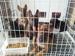 Royalhaus Gsd - German Shepherd Dog Dog