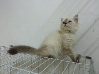 Lily - Persian Cat