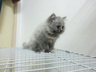 Chibi - Persian Cat