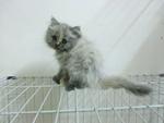 Chibi - Persian Cat