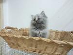 Chibi - Persian Cat