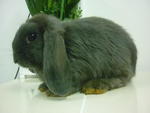 Rabbit Holland Lop Blue - Holland Lop Rabbit