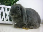 Rabbit Holland Lop Blue - Holland Lop Rabbit