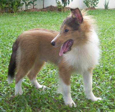 Luckie Dzayaken Aspiring Apollo - Shetland Sheepdog Sheltie Dog