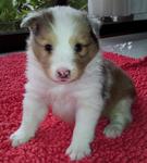 Sable Merle Sister (Sold)