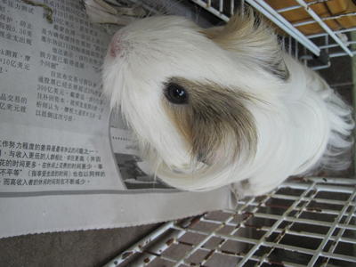 Mimi - Guinea Pig Small & Furry