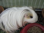 Mimi - Guinea Pig Small & Furry