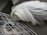 Mimi - Guinea Pig Small & Furry