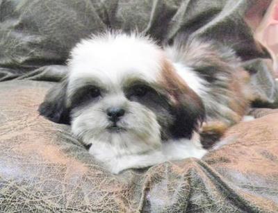 PF35052 - Shih Tzu Dog