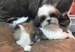 PF35052 - Shih Tzu Dog