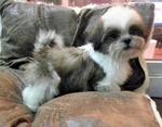 PF35052 - Shih Tzu Dog