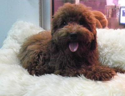 PF35054 - Poodle Dog