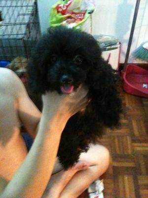Black Toy Poodle Rm600 - Poodle Dog