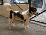 D55 (260610) - Mixed Breed Dog