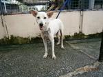 D135 (250212) - Mixed Breed Dog