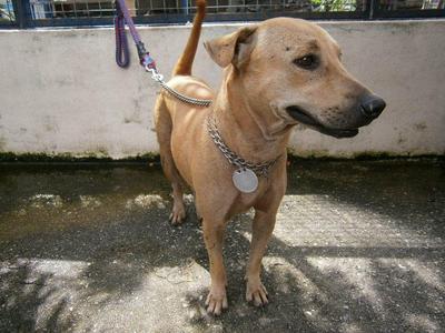 D144 (031010) - Mixed Breed Dog