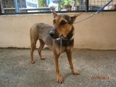 D151 (260711) - Mixed Breed Dog