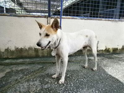 D202 (170209) - Mixed Breed Dog