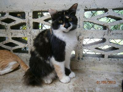 Megan (Cage C3) - Domestic Medium Hair Cat