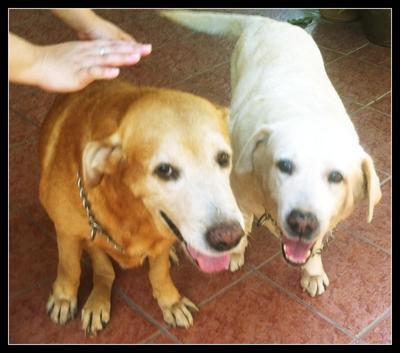 Jasper &amp; Daisy - Labrador Retriever Dog