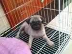 Barley - Pug Dog