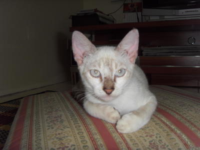 Rainbow Lily @ Kakak - Siamese Cat