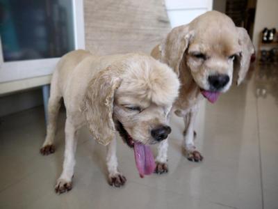 American Cocker Spaniel - Cocker Spaniel Dog