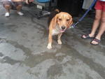 Beagle, Male (Found) - Beagle Dog