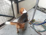 Beagle, Male (Found) - Beagle Dog