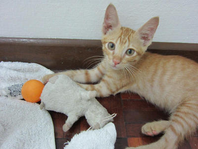 Cute Foxy - Domestic Short Hair Cat