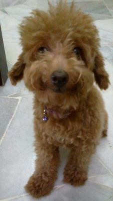 Brownie - Lost In Usj 6 - Poodle Dog